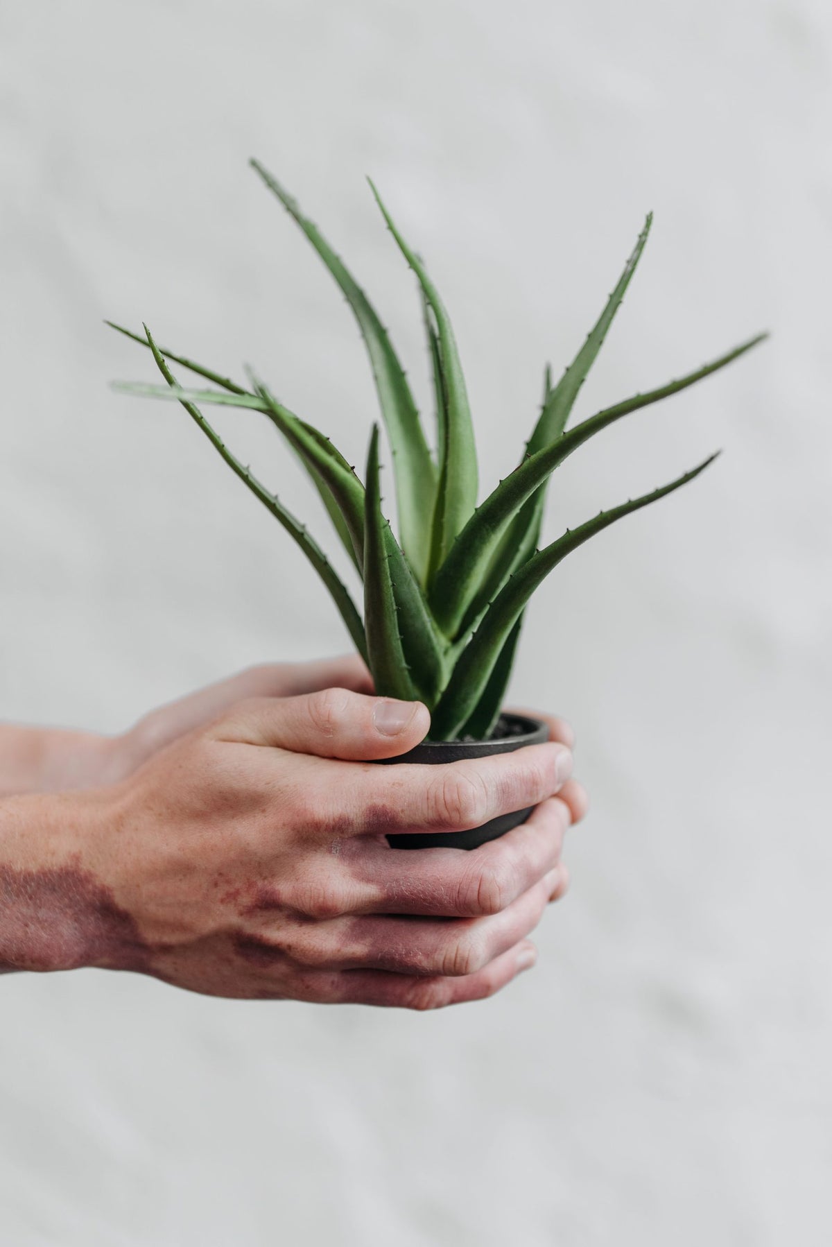 Hands holding a small potted aloe vera plant