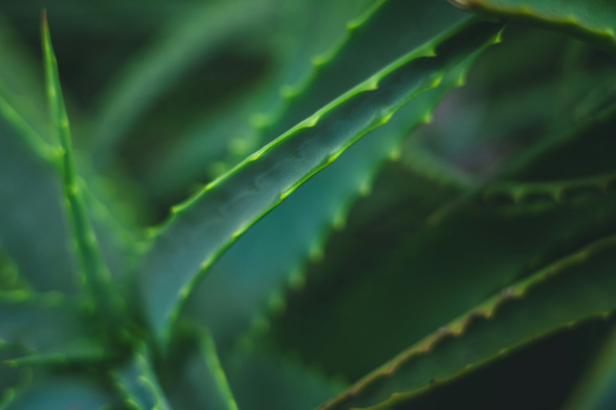 Close-up of green aloe vera leaves with serrated edges