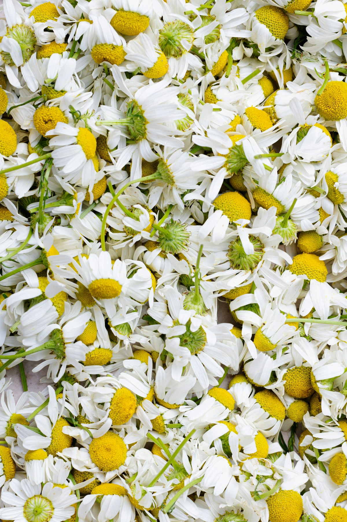 Fresh chamomile flowers with white petals and yellow centers