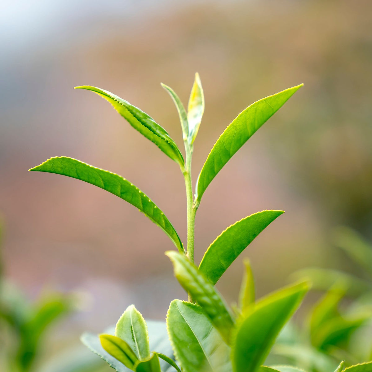 Fresh green tea leaves and bud on a tea plant