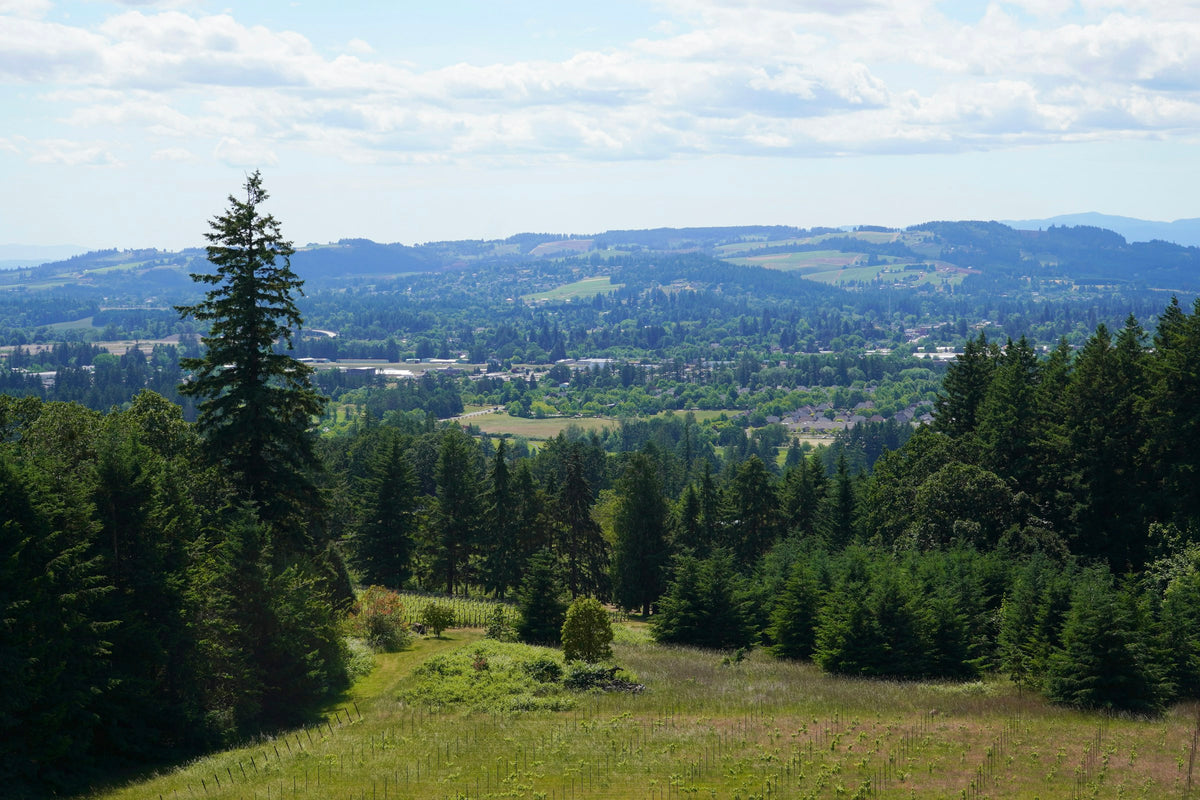 Green rolling hills and forest in the Willamette Valley, Oregon